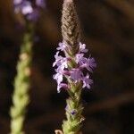 Verbena lasiostachys Flor