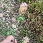 Trifolium vesiculosum Flower