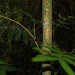 Vachellia cornigera Corteza