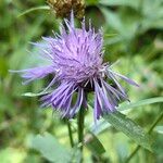 Centaurea nigrescens 花