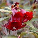 Rhododendron sanguineum Kvet