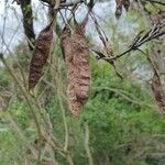 Cercis canadensis Frucht