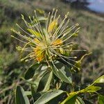 Maerua angolensis Flower