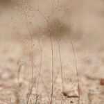 Aira provincialis Libunga
