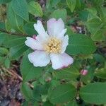 Camellia sasanqua Flower