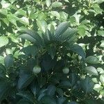 Styrax japonicus Leaf