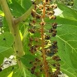 Phytolacca acinosa Mbuma