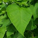 Catalpa bignonioides Лист