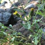 Senecio viscosus Habit