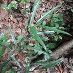 Ocotea fasciculata Leaf