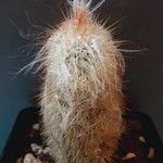 Echinocereus longisetus आदत