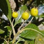 Crataegus crus-galli Плод