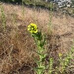 Madia sativa Flower