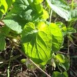 Viola mirabilis Leaf