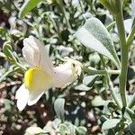 Antirrhinum valentinum Blüte