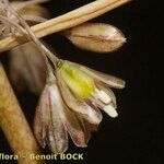 Allium savii Fruto