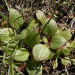 Micranthes integrifolia Folha