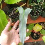 Philodendron hastatum Foglia