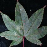 Acer campbellii Lapas
