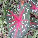 Caladium bicolor برگ