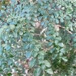 Azara microphylla Blatt