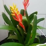 Aechmea nudicaulis Blad