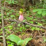 Cypripedium acauleBloem