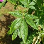 Cleome spinosa 葉