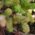 Sedum moranense Leaf