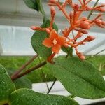 Medinilla scortechinii 花