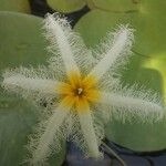 Nymphoides indica 花