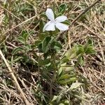 Barleria acanthoides Хабит