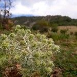 Eryngium campestreFlor