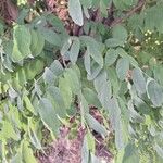 Robinia viscosa 葉