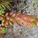 Sedum alpestre Frukt