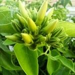 Jasminum grandiflorum Flower