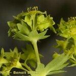Alchemilla fissa Frukt