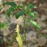 Solanum bahamense Hoja