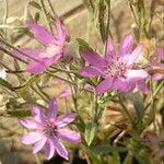 Xeranthemum annuum Blüte