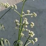 Valeriana dioicaЦвят