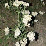 Achillea crithmifolia 叶