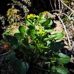 Barbarea rupicola Flor