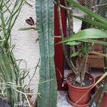 Trichocereus macrogonus Habit