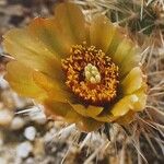 Cylindropuntia davisii Цвят