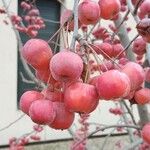 Malus × floribunda Fruit