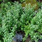 Arabidopsis cebennensis Квітка