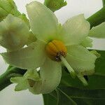 Solanum nudum Flower