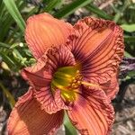 Salpiglossis sinuata Çiçek