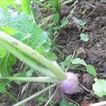 Brassica rapa Other