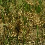 Cyperus articulatus Habit